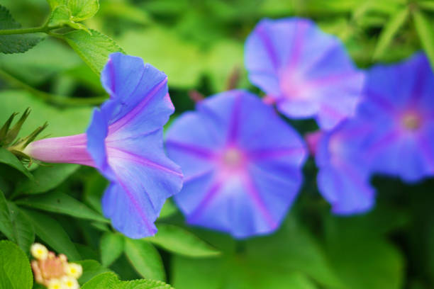 istock Nature in its beauty 1216301330