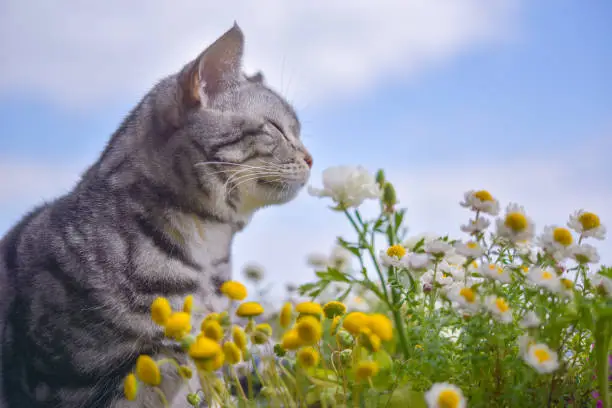 Cat smelling flowers on balcony in spring