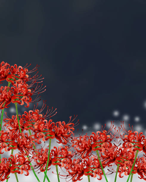 czerwony klaster amaryllis - black background panoramas fall flowers stock illustrations
