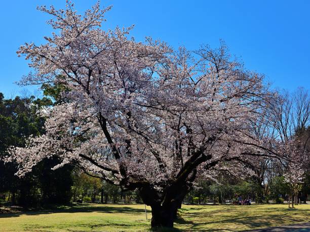 istock full cherry blossoms in the park, 2020 1216305167