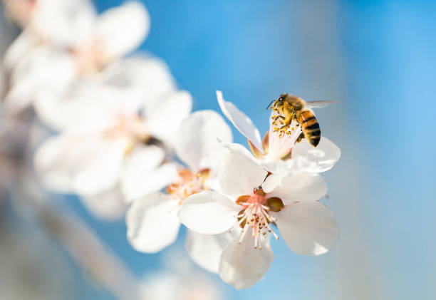 вишня цветет весной - animal beautiful beauty in nature bee стоковые фото и изображения