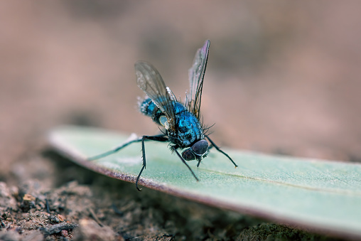 Tropical Fruit Fly Drosophila Diptera Parasite Insect Pest on Vegetable Macro