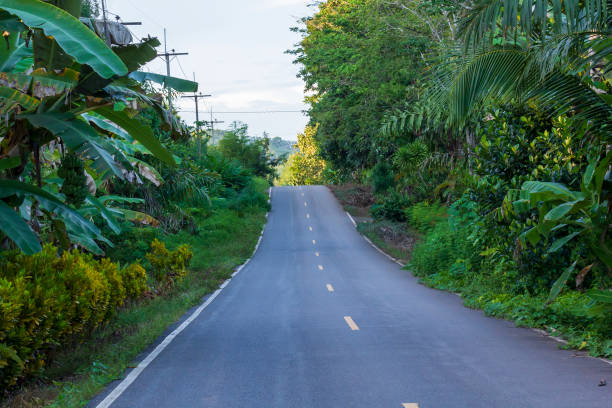 istock Asphalt road through the green tree 1216312019