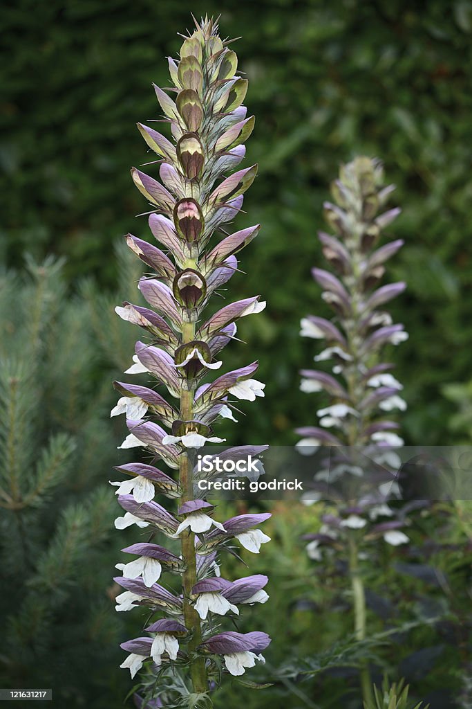 Acanthus Mollis Or Bears Breeches A Herbaceous Perennial Plant Stock Photo  - Download Image Now - iStock
