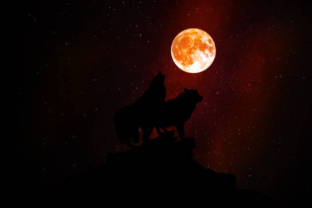 istock Wolf howling at the moon in the midnight 1216313016