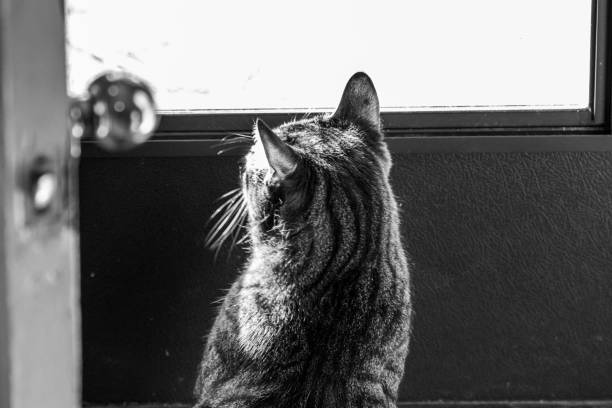 istock Monochromatic cat looking at the distance 1216313239