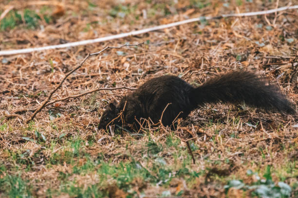 istock Squirrel in the brush 1216313296