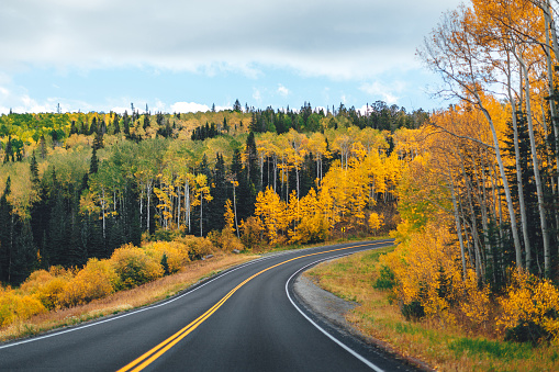 Beautiful Fall Colors Autumn Change Shot of Aspen Trees Driving Up the Highway Into the Grand Mesa National Forest in Western Colorado