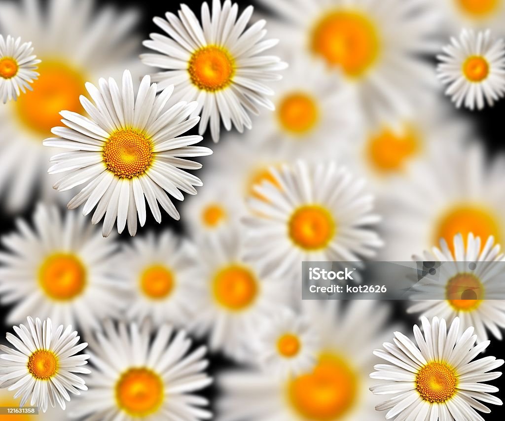 chamomiles - Foto stock royalty-free di Bellezza