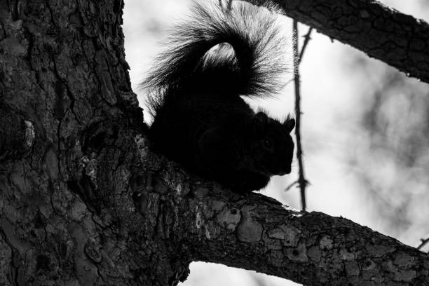 나무에 다람쥐의 실루엣 - squirrel softness wildlife horizontal 뉴스 사진 이미지