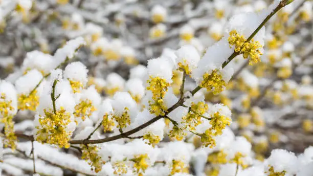 Gauting, Bavaria / Germany - Mar 22, 2020: Branches of a blooming Forsythia covered with snow. Captured during a cold spring day. 16:9 panorama format.