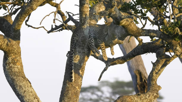 istock leopard sleeping in a sausage tree at serengeti np 1216315006