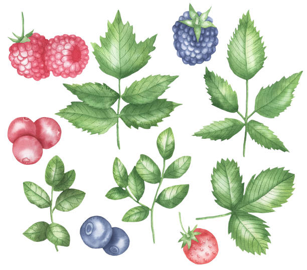 istock Set of berries and leaves.jpg 1216315037