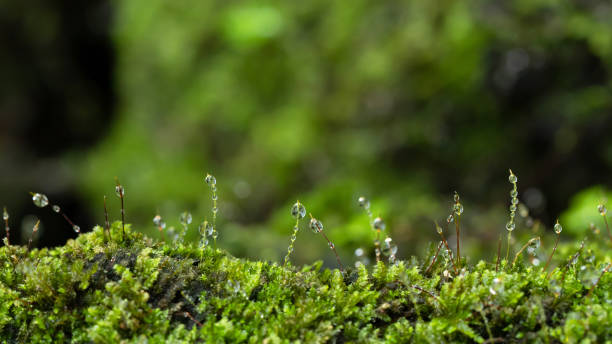 Photo of Beautiful green moss on the floor at the mangrove forest