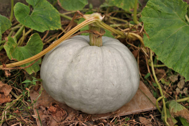 istock Ripe local pumpkin in the garden 1216315963