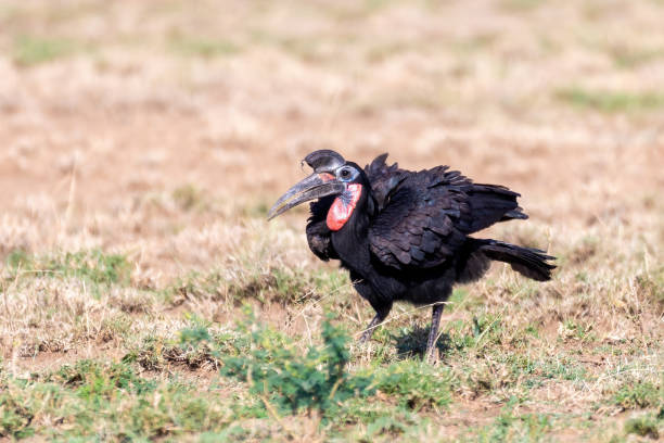 istock bird Abyssinian ground hornbill Ethiopia wildlife 1216317840