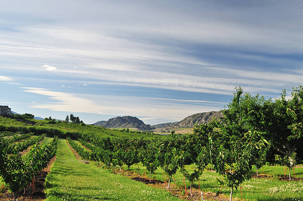 winnice i sady w osoyoos, doliny okanagan - okanagan vineyard canada orchard zdjęcia i obrazy z banku zdjęć