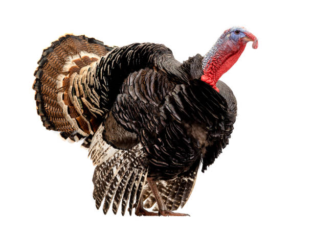 istock Bronze turkey isolated on a white background 1216321394