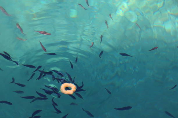Small fishes fighting for a little donut