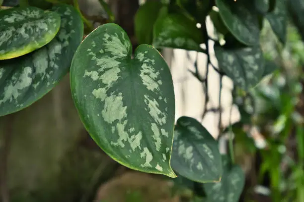 Photo of Close up of leaf of tropical  'Scindapsus Pictus Argyraeus', also called 'Satin Pothos' with velvet texture and silver spot pattern