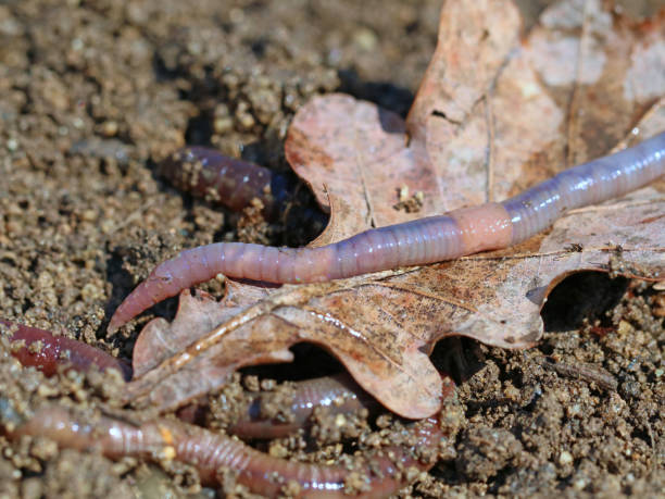 earthworm on soil with dry oak leaf, close up, macro shot background earthworm on soil with dry oak leaf, close up, macro shot background. eisenia fetida stock pictures, royalty-free photos & images