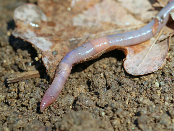 istock earthworm on soil with dry oak leaf, close up, macro shot background 1216322678