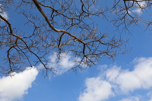 a beautiful view of the blue sky and branches