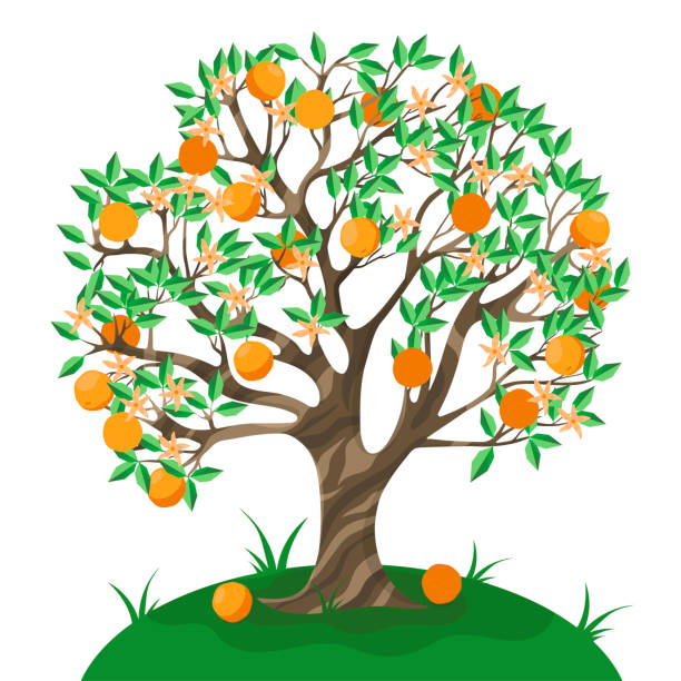 ilustrações, clipart, desenhos animados e ícones de árvore laranja isolada em um fundo branco. gráficos vetoriais. - citrus fruit orange mandarin orange tangerine