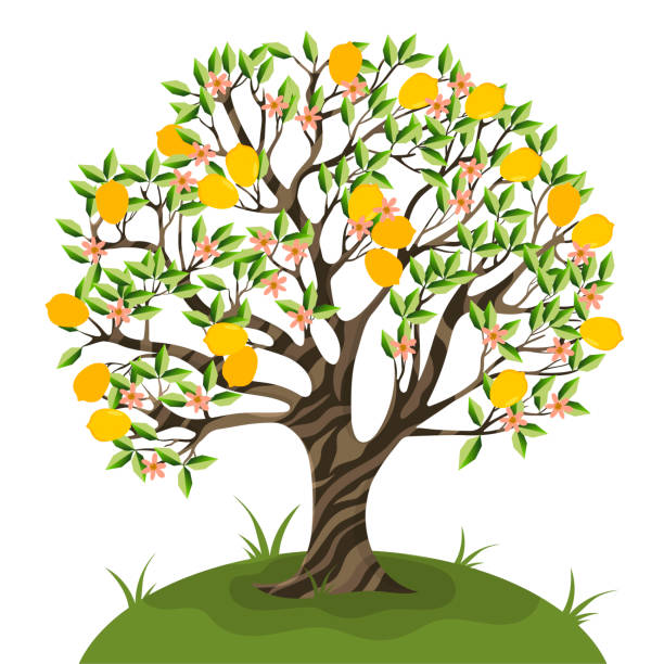 420+ Cartoon Of A Lemon Tree Stock Photos, Pictures & Royalty-Free ...
