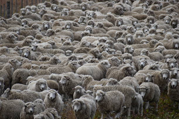 istock Many sheep on a meadow in Chile, Patagonia 1216323491