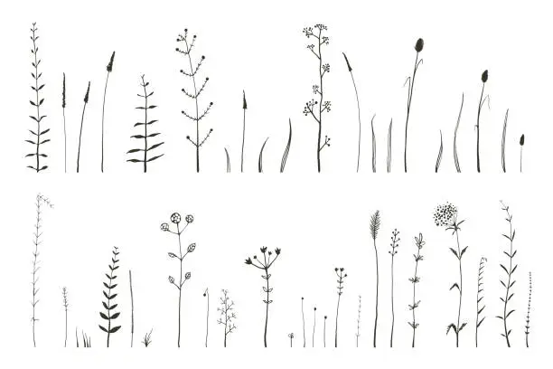 Vector illustration of Wild grass and herbs monochrome botanical collection of brushes for Illustrator. Field and Meadow decorative elements.