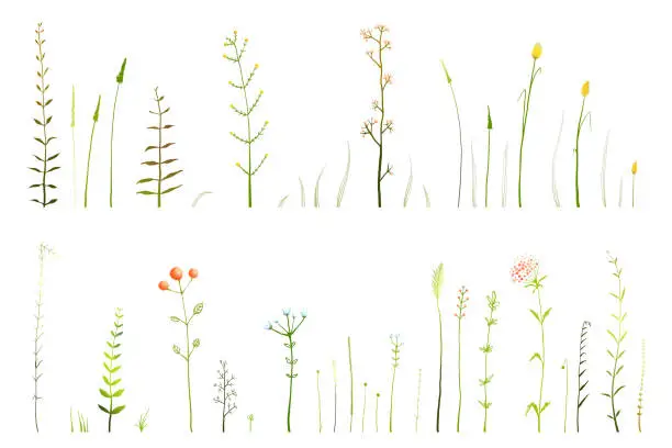 Vector illustration of Wild grass and dry medical herbs and flowers hand drawn collection, freehand isolated decorative herbarium objects on white.