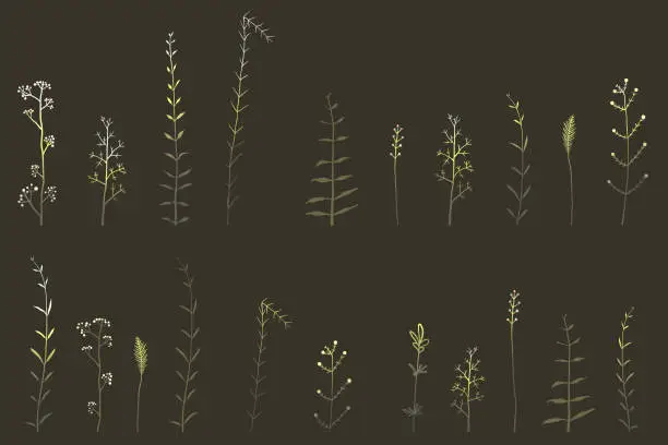 Vector illustration of Wild herbs and grass hand drawn clip art elements on black background, isolated meadow herbal shapes with dark gradient.