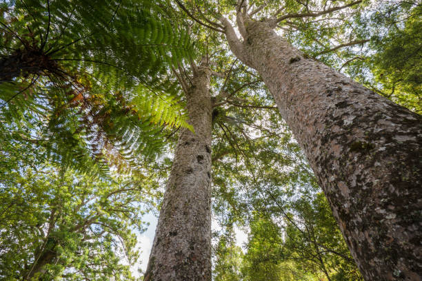 Kauri Tree Forest. Kauri tree in Waipoua Forest, New Zealand. waipoua forest stock pictures, royalty-free photos & images
