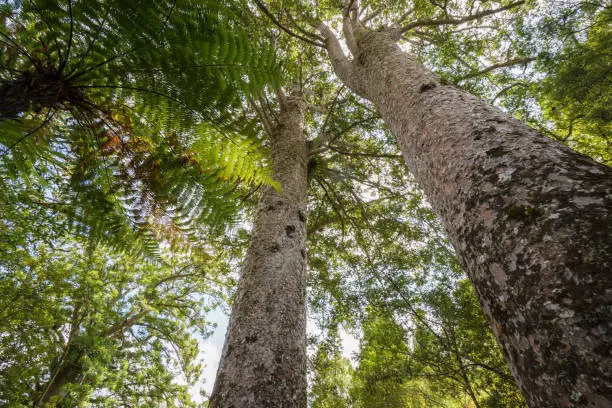 Kauri tree in Waipoua Forest, New Zealand.