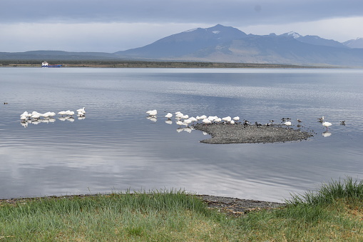 Birds in a lake with mountains in background at the port in Puerto Natales in Chile, Patagonia