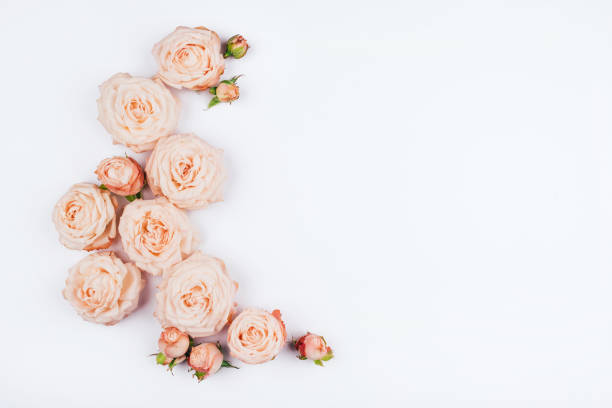 istock Spring background. Rose flowers on a white background. 1216327219
