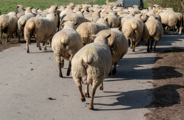 istock These sheep are put out to pasture in March 1216327233
