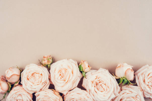 istock Spring background. Rose flowers on a beige background. 1216328100