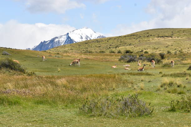 istock Guanacos on a meadow in Chile, Patagonia 1216328127