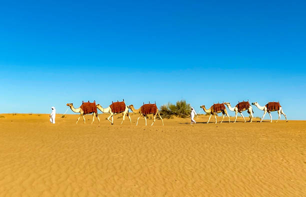 istock Camels escorted by bedouins 1216328184