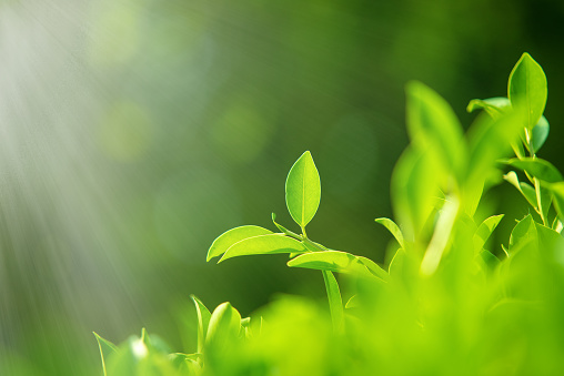 Close-up of nature, green leaves on a blurred green background under morning sunlight with bokeh and copying areas, used as natural plant backgrounds, landscapes, ecological wallpapers or cover concep