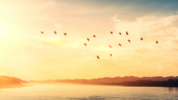 istock Birds flying over river on sunset sky and clouds abstract background. Freedom and nature concept. 1216329295