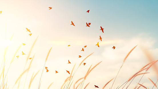 Birds flying and grass flower on sunset sky and cloud abstract background. Freedom and nature concept.