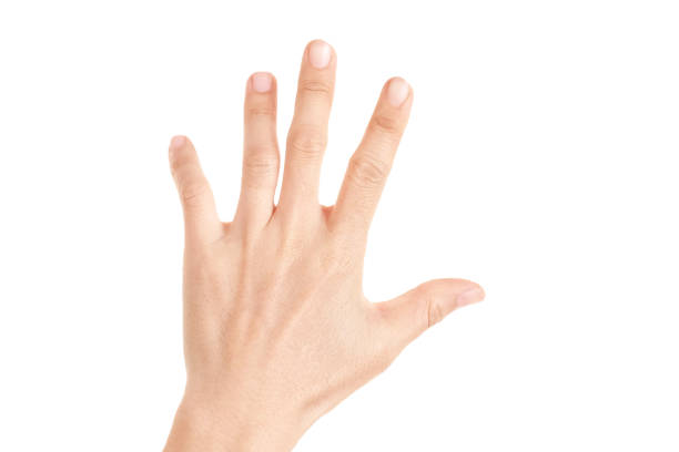 istock Hand shown five finger symbol on isolated white background for graphic designer. 1216329869