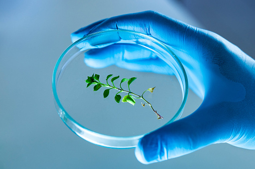 Close up of unrecognizable scientist holding Petri dish with a plant in laboratory.