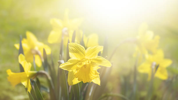 istock daffodils blooming in the garden 1216330728