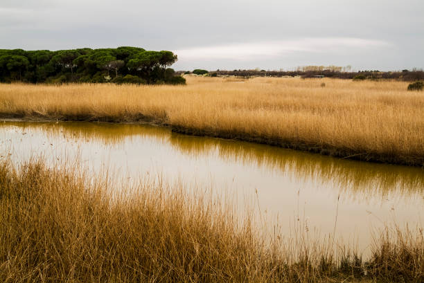 Barena in the Po Delta Park, Ravenna