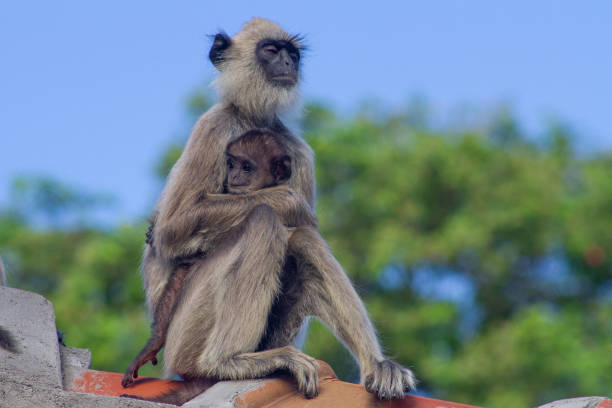 istock Mother monkey caring her baby 1216331138