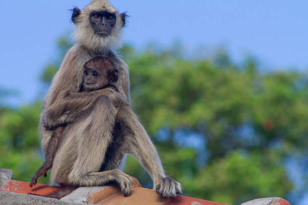istock Mother monkey caring her baby 1216331147